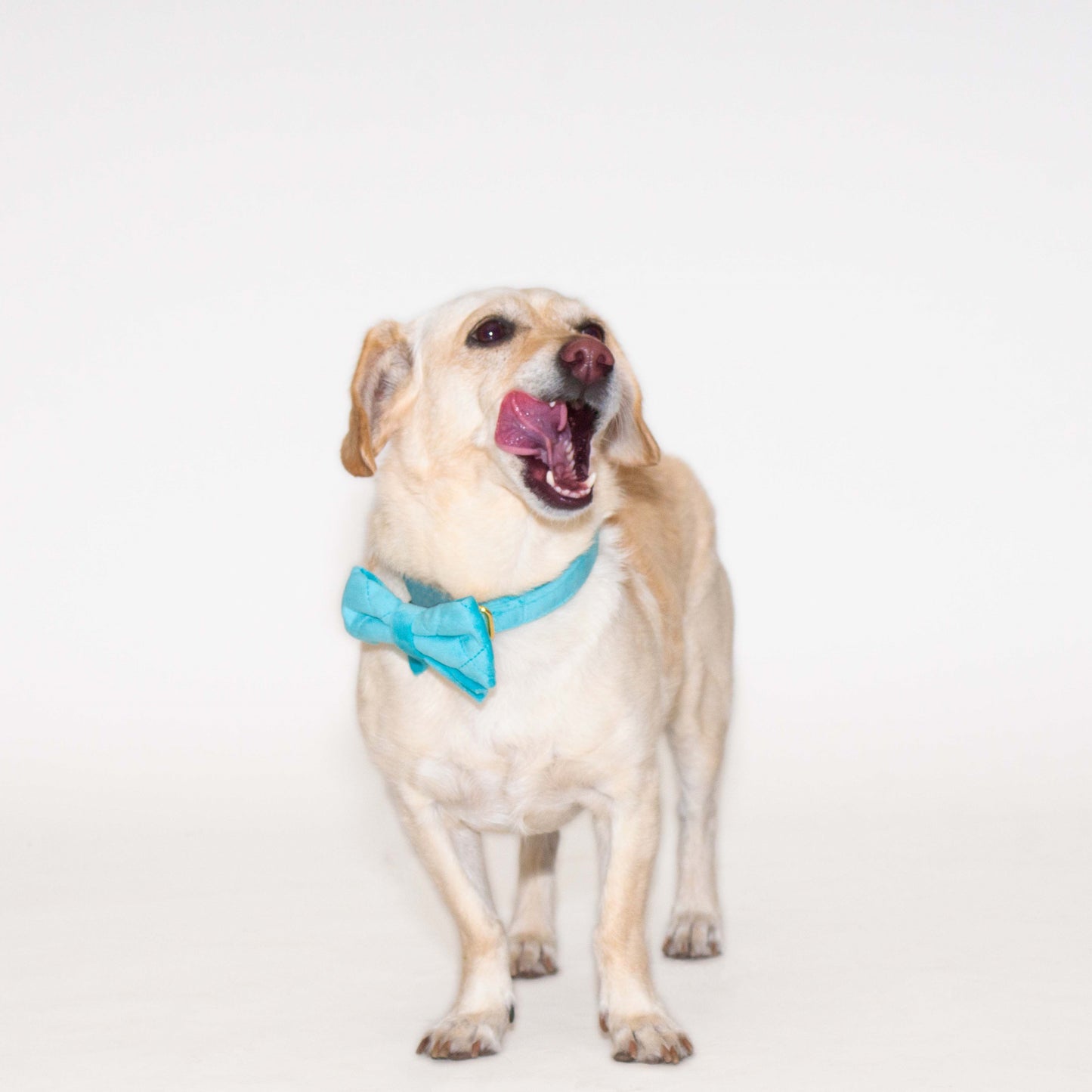 Azure Comfort Collar
