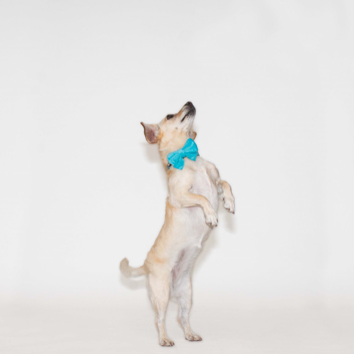 Azure Comfort Sailor Bow
