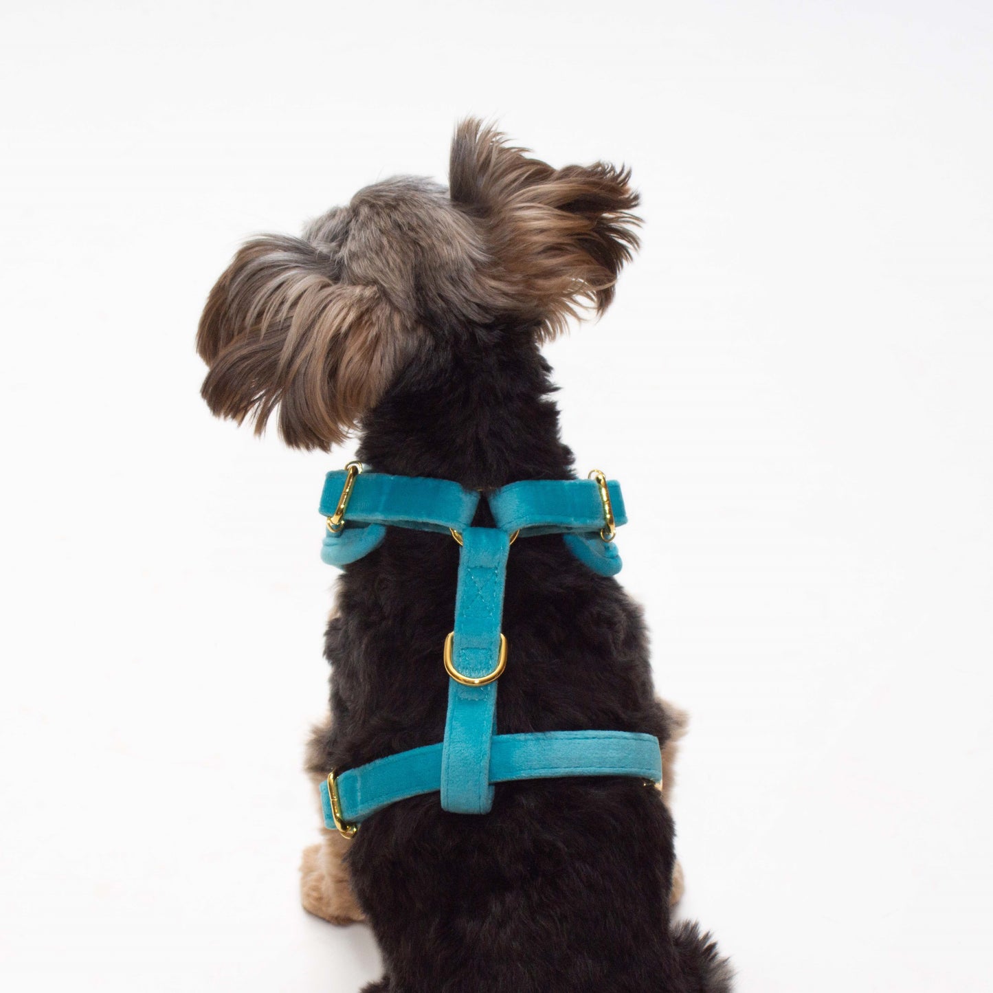 Azure Comfort Harness