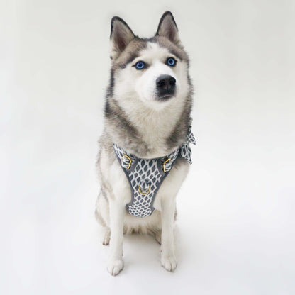 Hazey Grey Harness