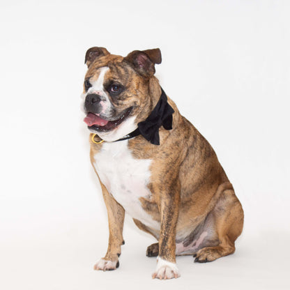 Noir Comfort Collar