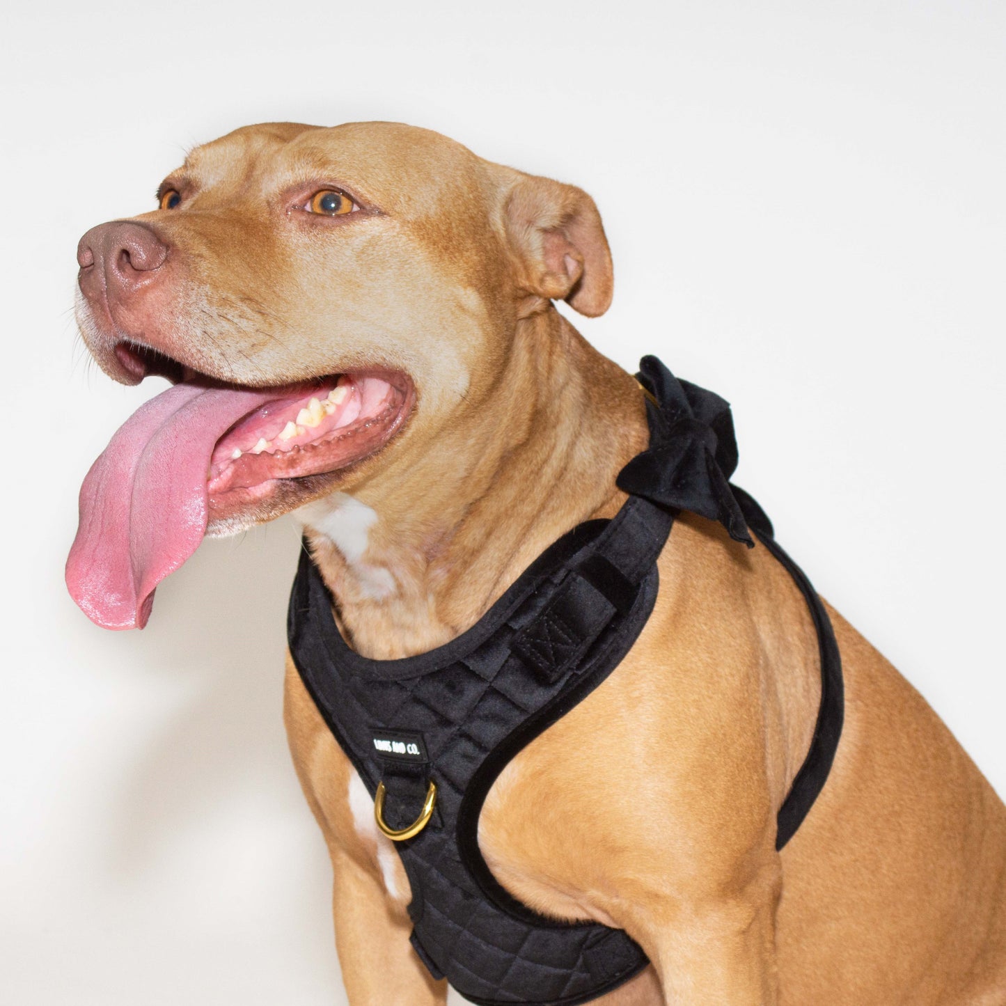 Noir Comfort Harness Set