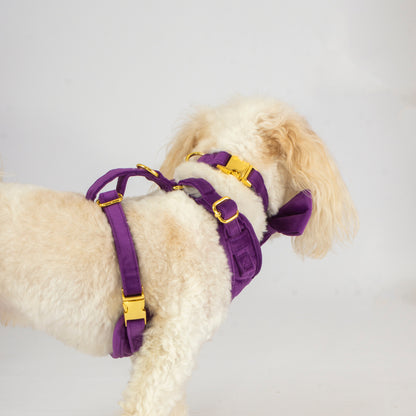 Amethyst Comfort Collar