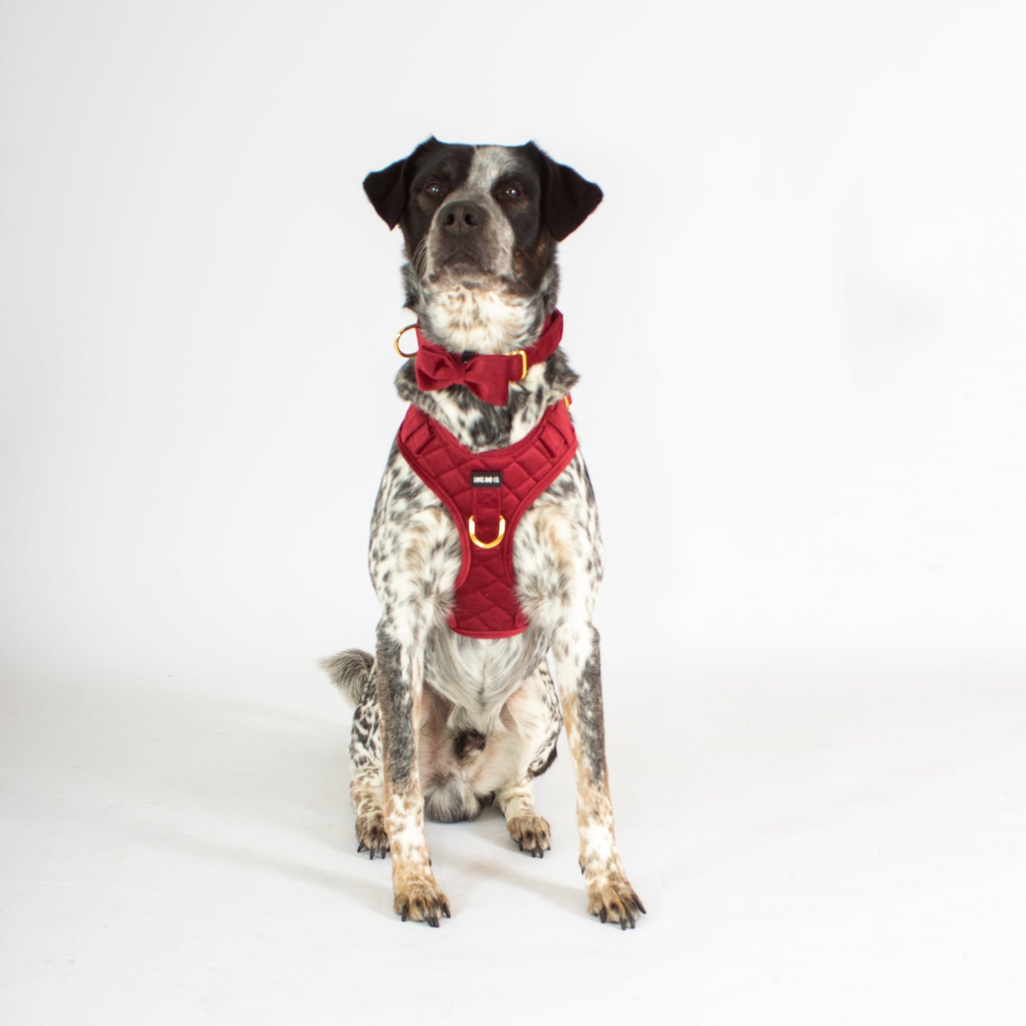 Scarlet Comfort Harness