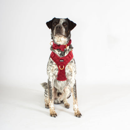 Scarlet Comfort Harness