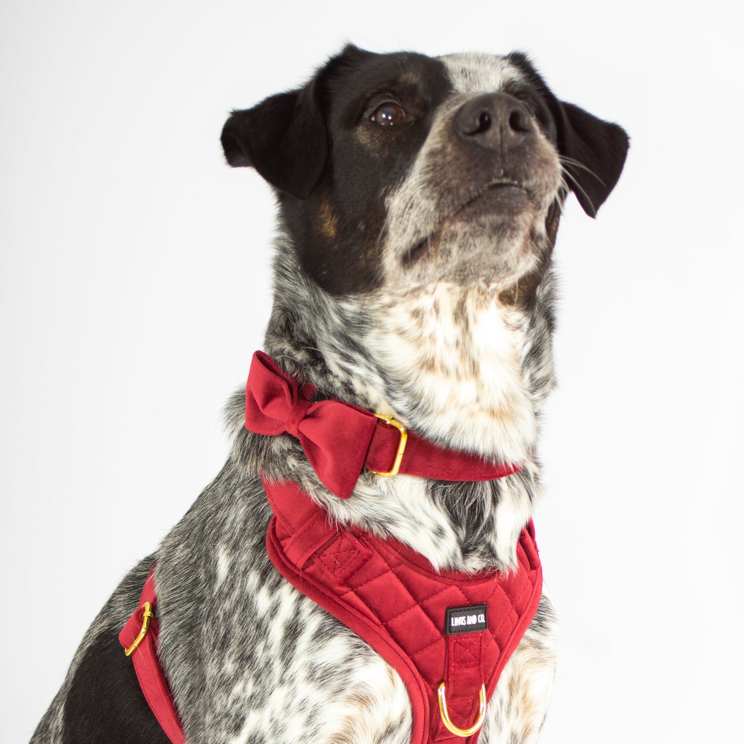 Scarlet Comfort Collar